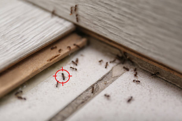 Pest Prevention Services in Lakewood, NY
