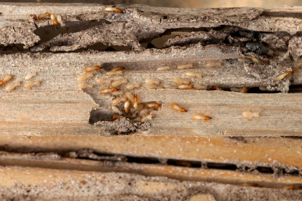 Best Affordable Pest Control Services  in Lakewood, NY