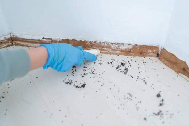 Best Emergency Pest Control  in Lakewood, NY